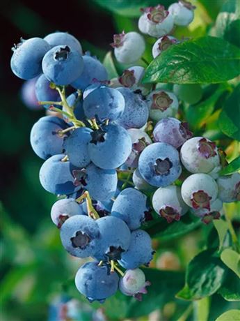 Brusnice chocholičnatá 'Denise Blue'