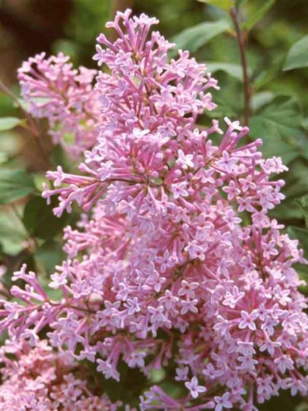 Šeřík křížený 