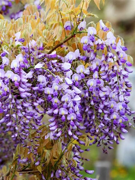 Vistárie vznešená 