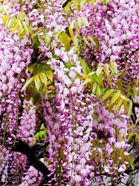 Vistárie vznešená 