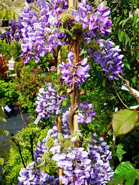 Vistárie vznešená 