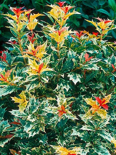 Vonokvětka cesmínolistá 