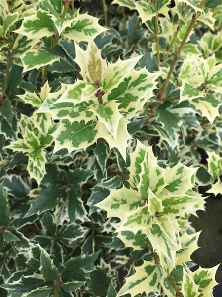 Vonokvětka cesmínolistá 