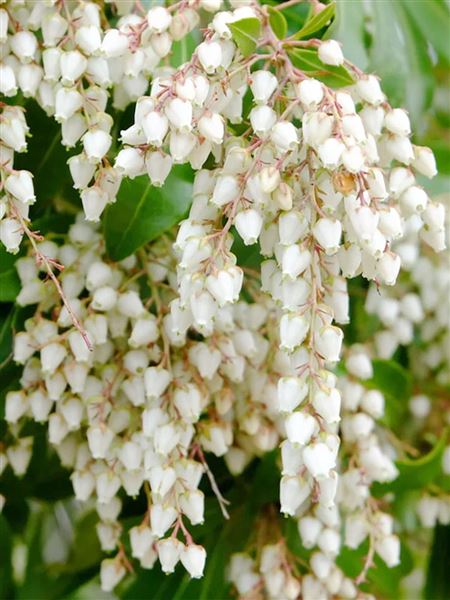 Pieris japonský 