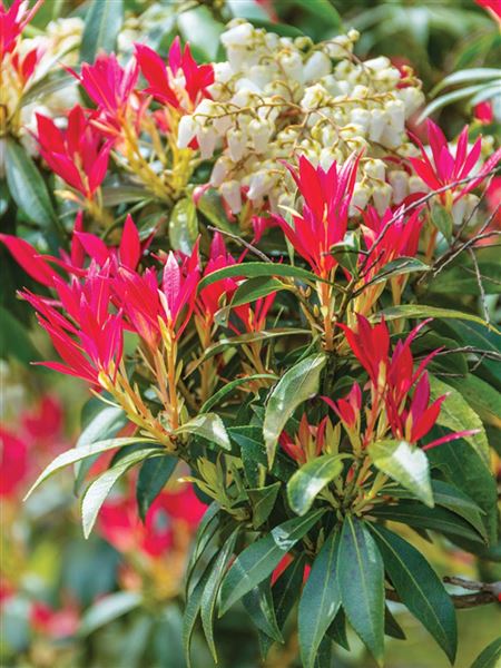 Pieris japonský 