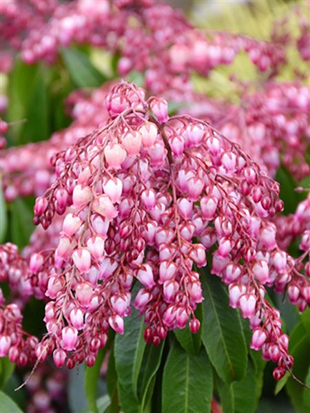 Pieris japonský 