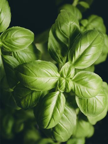 Bazalka pravá 'Genovese'
