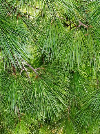 Borovice vejmutovka 'Pyramidalis'