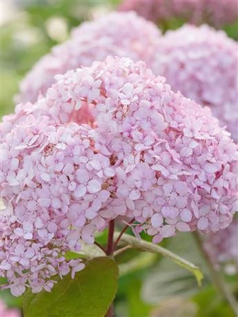 Hortenzie stromečkovitá 'Pink Annabelle'