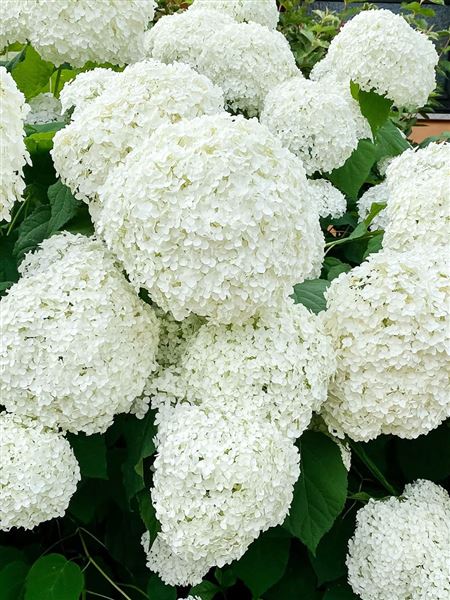 Hortenzie stromečkovitá 