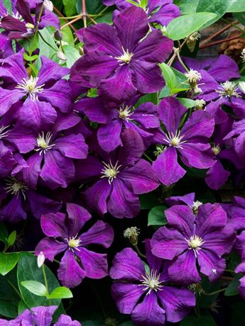 Plamének vlašský 'Etoile Violette'
