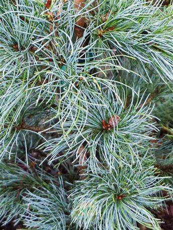Borovice drobnokvětá 'Glauca Elegans'