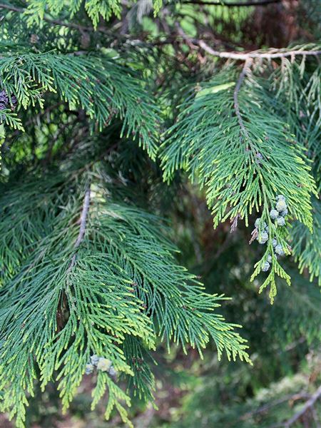 Cypřišek Lawsonův 