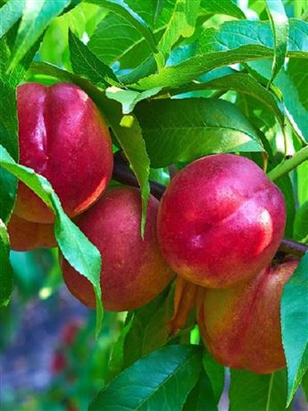 Nektarinka 'Stark Red Gold'