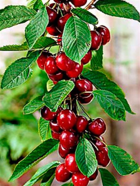 Třešeň sloupovitá 