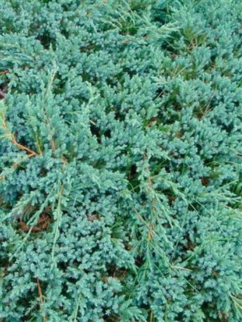 Jalovec šupinatý 'Blue Carpet'