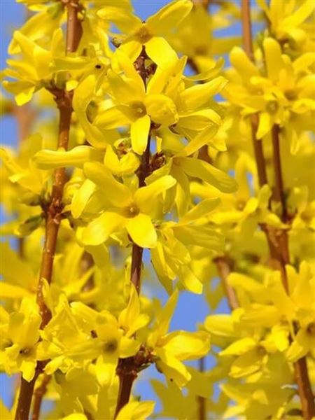 Zlatice prostřední 