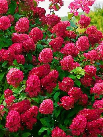 Hortenzie latnatá 'Wim's Red'