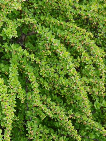 Dřišťál Thunbergův 'Green Carpet'