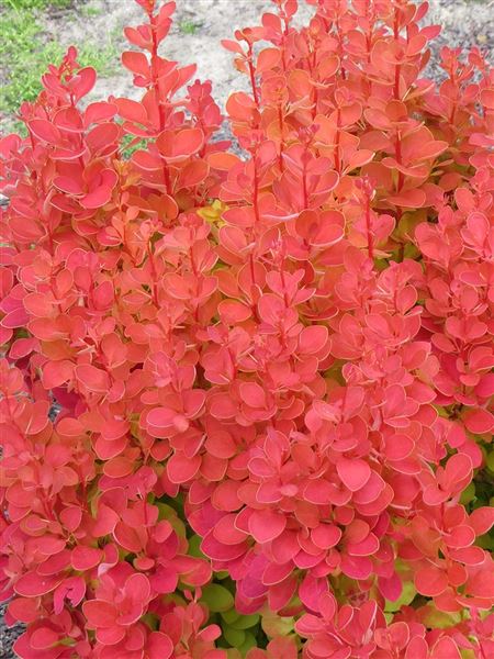 Dřišťál Thunbergův 