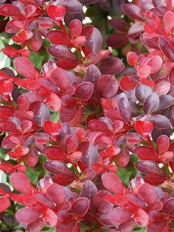 Dřišťál Thunbergův 'Red Carpet'