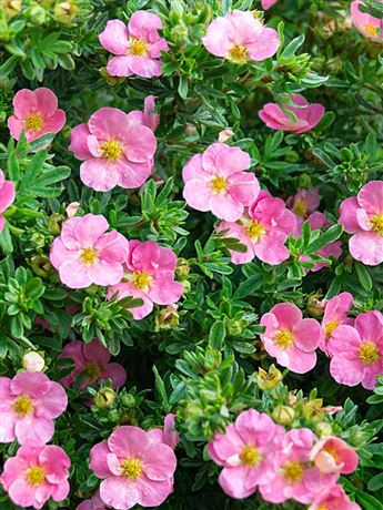 Mochna křovitá 'Lovely Pink'