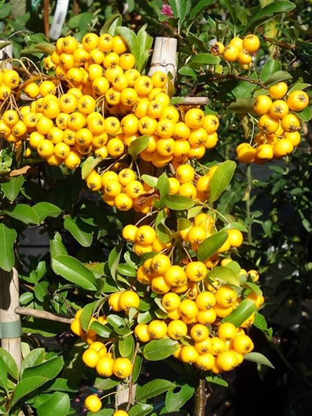 Hlohyně šarlatová 