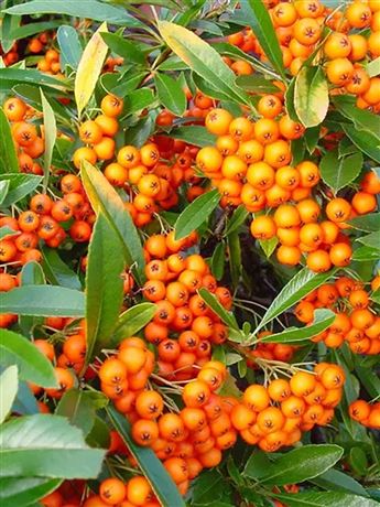 Hlohyně šarlatová 'Orange Glow'