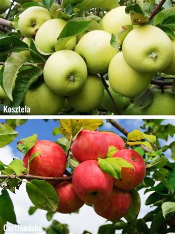Jabloň domácí 'Cortlandské + Kosztela'