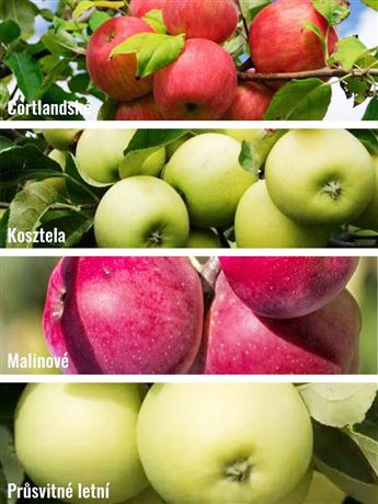 Jabloň domácí 'Cortlandské + Kosztela + Malinové + Průsvitné letní'
