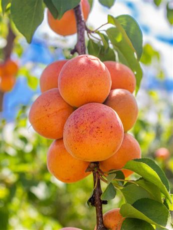 Meruňka 'Early Orange'