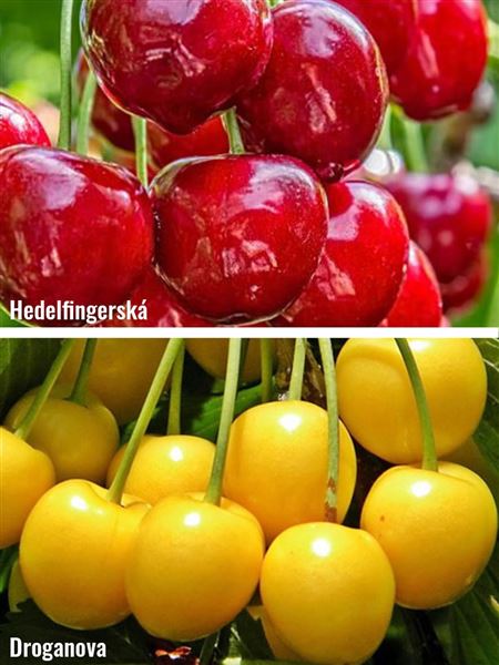 Třešeň chrupka 