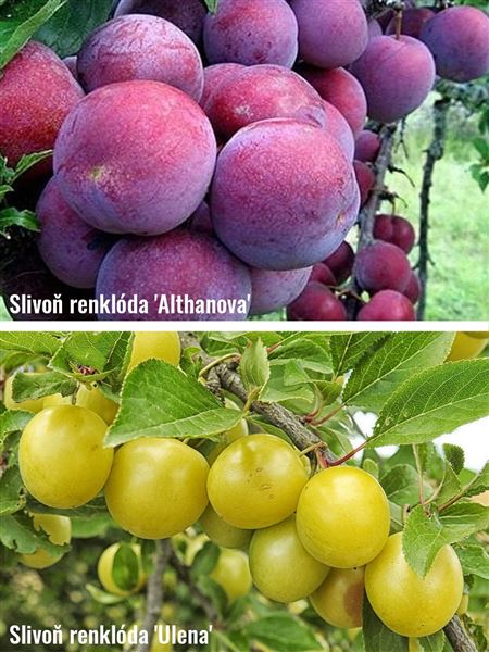 Slivoň renklóda 