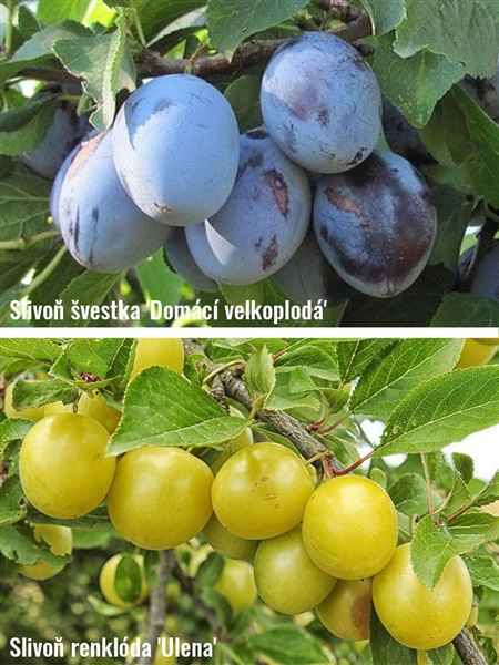Slivoň švestka 