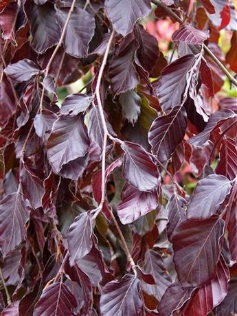 Buk lesní 'Purple Fountain'