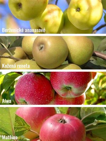Jabloň domácí 'Berženické ananasové + Kožená reneta + Alwa + Matčino'
