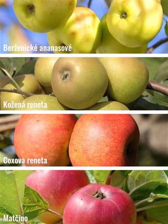 Jabloň domácí 'Berženické ananasové + Kožená reneta + Matčino+ Coxova reneta'