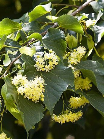Lípa evropská 'Pallida'