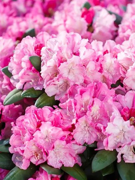 Pěnišník jakušimský 