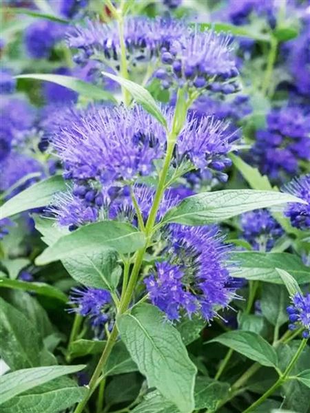 Ořechoplodec klandonský 