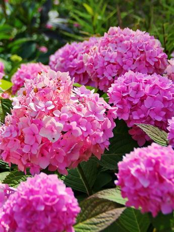 Hortenzie velkolistá 'Pink Ball'