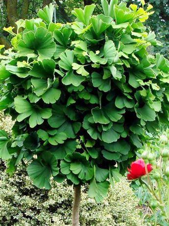 Jinan dvoulaločný 'Globosa Tinia'