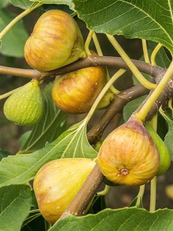 Fíkovník smokvoň 'Madeleine Des Deux Saisons'