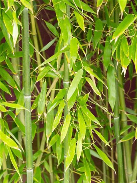 Listoklasec Bissetův