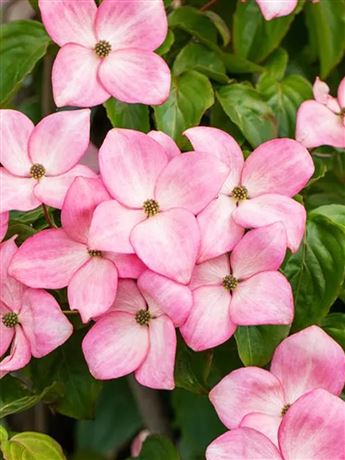 Dřín květnatý 'Stellar Pink'