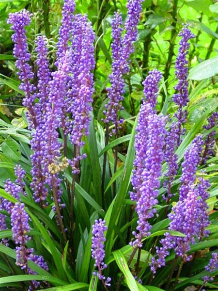 Liriope modřencové 
