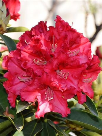 Pěnišník 'Wilden's Ruby'