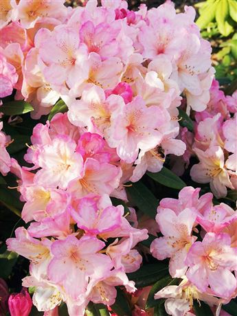 Pěnišník 'Percy Wiseman'