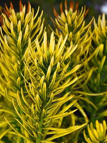 Hlavotis peckovitý 'Korean Gold'