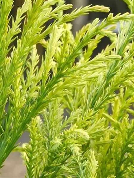 Kryptomérie japonská 